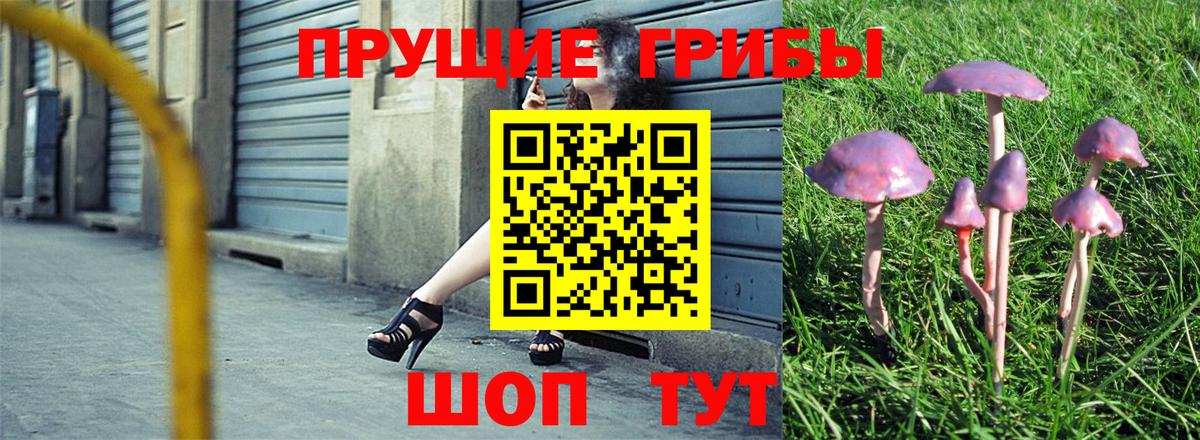 Псилоцибиновые грибы Psilocybe Уссурийск